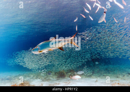 Megalops atlanticus tarpon atlantique,, habite les eaux côtières, estuaires, lagunes et rivières. Banque D'Images