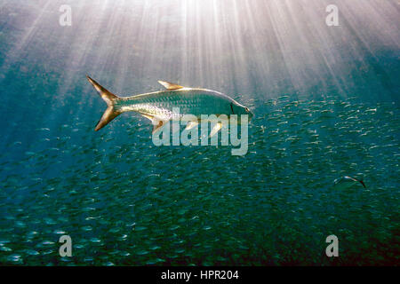 Megalops atlanticus tarpon atlantique,, habite les eaux côtières, estuaires, lagunes et rivières. Banque D'Images