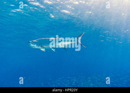 Megalops atlanticus tarpon atlantique,, habite les eaux côtières, estuaires, lagunes et rivières. Banque D'Images