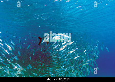 Megalops atlanticus tarpon atlantique,, habite les eaux côtières, estuaires, lagunes et rivières. Banque D'Images