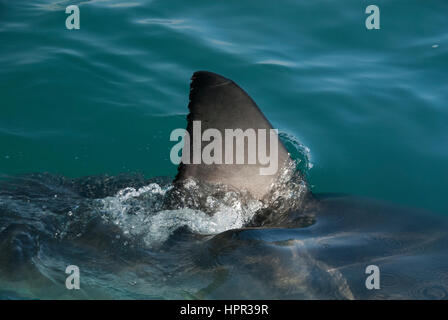 Un grand requin blanc fin coupe à travers la surface des eaux, Afrique du Sud Banque D'Images