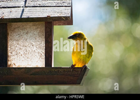 Une cape weaver oiseau posé sur une mangeoire dans un jardin en Afrique du Sud Banque D'Images