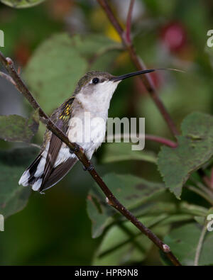 Une femelle Colibri à gorge rubis assis sur une branche avec sa langue maternelle prolongée. Banque D'Images