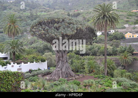 Mighty dragon arbre sur l'île de Ténérife, Icod de los vinos, Banque D'Images