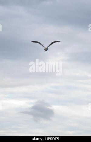 Un goéland à ailes grises Larus glaucescens, volets à travers les nuages sur le port de Seward, Alaska, USA. Banque D'Images