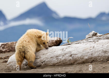 Un jeune ours brun cub est curieux au sujet de l'observation des touristes sur un voyage à la plage de Hallo Bay, Katmai National Park, Alaska, United States. Banque D'Images