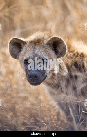 L'hyène tachetée sont parmi les personnalités de la faune Le parc national Kruger, Afrique du Sud. Banque D'Images