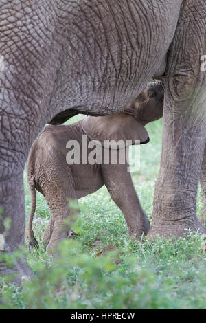 Un éléphant mère nourrit son nouveau veau dans le Parc National Kruger, Afrique du Sud. Banque D'Images