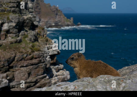 Hyrax Rock Dassie,,sur la pointe du Cap, Cape Point Nature Reserve, Afrique du Sud Banque D'Images