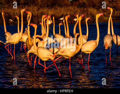 Une volée de flamants roses au coucher du soleil au cours de l'accouplement parade en camargue , France. Banque D'Images