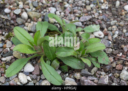 Vergissmeinnicht, Blatt, Blätter vor der Blüte Myosotis, spec., forget-me-not, scorpion grass Banque D'Images
