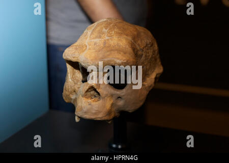 Un moulage d'un crâne Homo erectus au Natural History Museum de Londres Banque D'Images