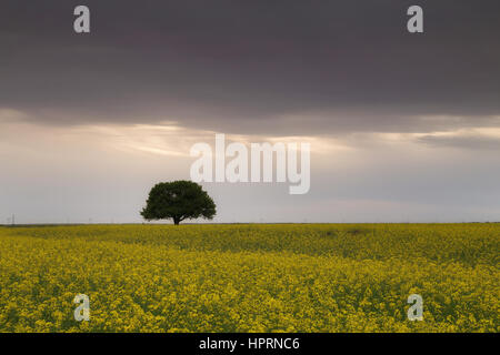Bel arbre sur un champ de colza de printemps Banque D'Images