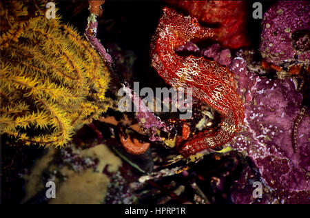 Un Pacifique" (Hippocampus ingens) à l'abri dans un récif de corail coloré. Classée vulnérable dans la Liste rouge de l'UICN. Isla Bartolomé, Galapagos. Banque D'Images
