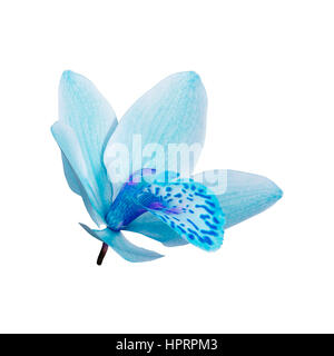 Le rendu 3D d'une fleur d'orchidée sauvage isolé sur fond blanc Banque D'Images