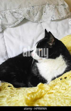 Un chat noir et blanc assis sur une couverture jaune Banque D'Images