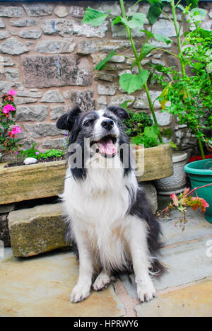 Personnes âgées un border collie dans un jardin au Royaume-Uni Banque D'Images