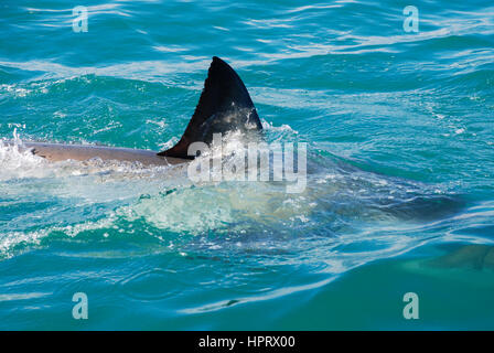 La fin d'un grand requin blanc coupe à travers l'eau, Italie, Afrique du Sud Banque D'Images