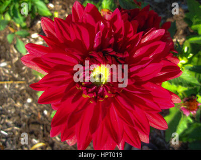 Dahlia rouge Banque D'Images