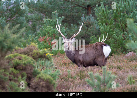 Le cerf sika (Cervus nippon) aussi connu comme le chevreuil ou le cerf japonais Banque D'Images