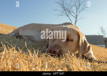 Un jeune, cute yellow lab prend une sieste dans l'herbe sur un début de printemps ensoleillé, chaud jour Banque D'Images