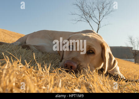 Un jeune, adorable yellow lab jette dans l'herbe et regarde la caméra sur un début de printemps ensoleillé, chaud jour Banque D'Images