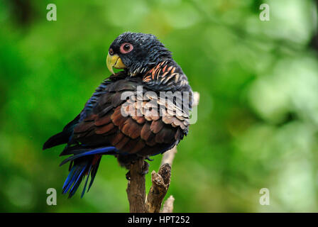 Bronze-winged parrot (Pionus chalcopterus). Parc historique de Guayaquil. L'Équateur Banque D'Images