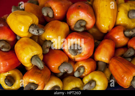 Pomme de cajou (Anacardium occidentale) Banque D'Images