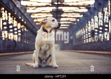 Labrador Retriever jaune est en attente sur le vieux pont Banque D'Images