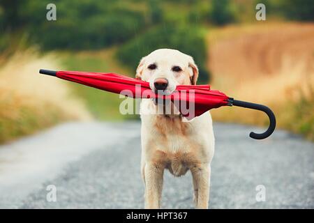 Chien obéissant à des mauvais jours. Adorable labrador retriever est maintenant parapluie rouge dans la bouche et en attente de son propriétaire dans la pluie. Banque D'Images