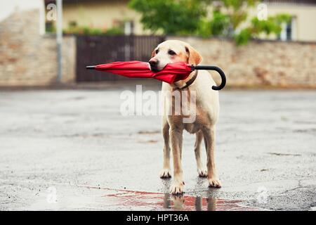 Chien obéissant à des mauvais jours. Adorable labrador retriever est maintenant parapluie rouge dans la bouche et en attente de son propriétaire dans la pluie. Banque D'Images