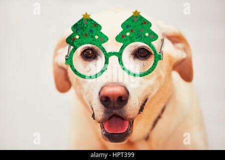 Temps de Noël avec chien. Labrador retriever est le port de l'arbre de Noël drôle de lunettes. Banque D'Images