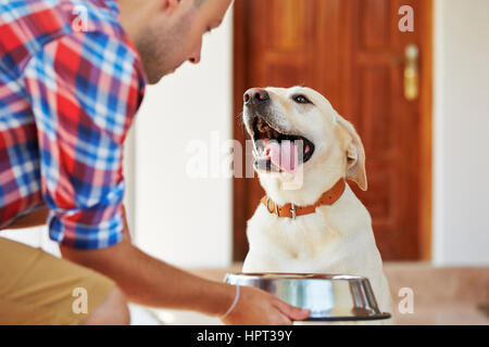 Labrador retriever de la faim est en attente pour l'alimentation. Banque D'Images