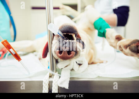Labrador retriever malade dans la clinique vétérinaire Banque D'Images