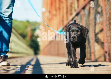 Promenade avec chien (labrador noir). Jeune homme est son chiot formation de marcher en laisse. Banque D'Images