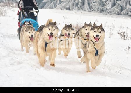 La Race de chiens de Banque D'Images