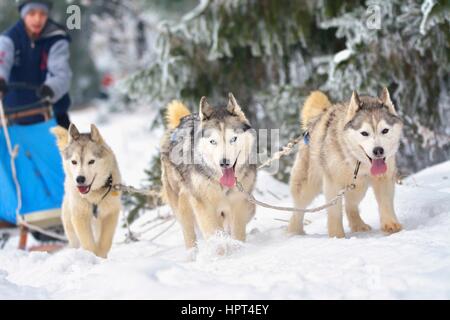 La Race de chiens de Banque D'Images