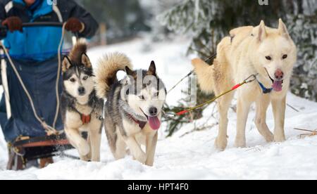 La Race de chiens de Banque D'Images