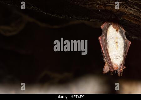 La plus grande ( Myotis myotis) Banque D'Images