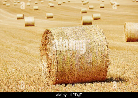 Bottes de paille sur le champ après la récolte. Banque D'Images