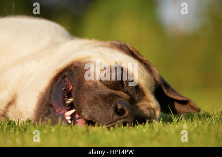 Mastiff est en train de dormir dans le pré Banque D'Images