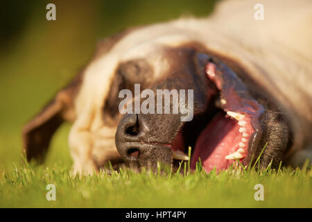 Mastiff est en train de dormir dans le pré Banque D'Images