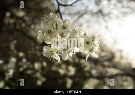 Londres, Royaume-Uni. Feb 24, 2017. White fleurs de cerisier en pleine floraison à l'encontre du matin à Wimbledon un jour après la tempête Doris apporte de grands vents qui ont fait des ravages en Grande-Bretagne Crédit : amer ghazzal/Alamy Live News Banque D'Images