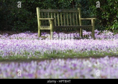 Wimbledon Londres, Royaume-Uni. Feb 24, 2017. Le banc d'un parc entouré d'un tapis de crocus mauve sauvage de Wimbledon Common Crédit : amer ghazzal/Alamy Live News Banque D'Images