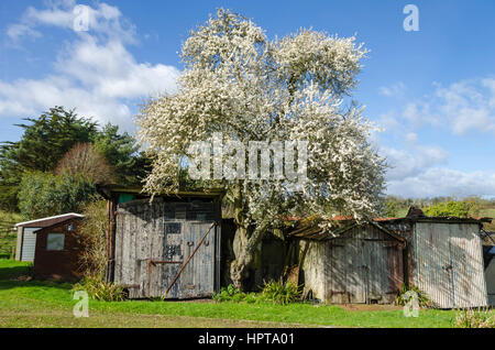 Uploders, Dorset, UK. 24 février 2017. Météo britannique. Un Cherry Plum Tree à Uploders la floraison dans le Dorset pendant un jour ensoleillé chaud Février. Crédit photo : Graham HuntAlamy Live News Banque D'Images