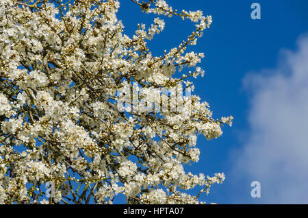 Uploders, Dorset, UK. 24 février 2017. Météo britannique. Un Cherry Plum Tree à Uploders la floraison dans le Dorset pendant un jour ensoleillé chaud Février. Crédit photo : Graham HuntAlamy Live News Banque D'Images