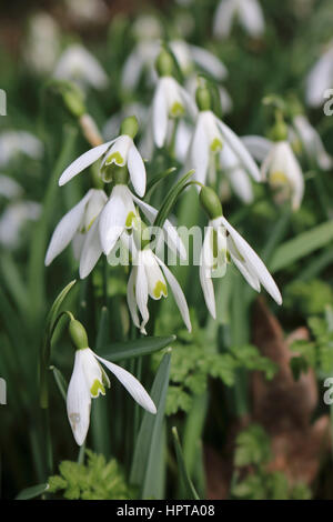 Nonsuch Park, Cheam, Surrey, UK. 24 février 2017. Un superbe écran de perce-neige en fleurs à Nonsuch Park, Cheam, Surrey. Les délicates fleurs de printemps ont créé un tapis de blanc entre les arbres près de l'hôtel particulier de Nonsuch. Credit : Julia Gavin UK/Alamy Live News Banque D'Images