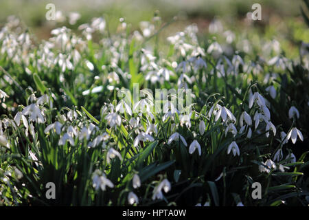 Nonsuch Park, Cheam, Surrey, UK. 24 février 2017. Un superbe écran de perce-neige en fleurs à Nonsuch Park, Cheam, Surrey. Les délicates fleurs de printemps ont créé un tapis de blanc entre les arbres près de l'hôtel particulier de Nonsuch. Credit : Julia Gavin UK/Alamy Live News Banque D'Images