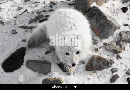 Inuits au Canada sont la chasse pour la fourrure Banque D'Images