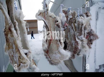 Inuits au Canada sont la chasse pour la fourrure Banque D'Images